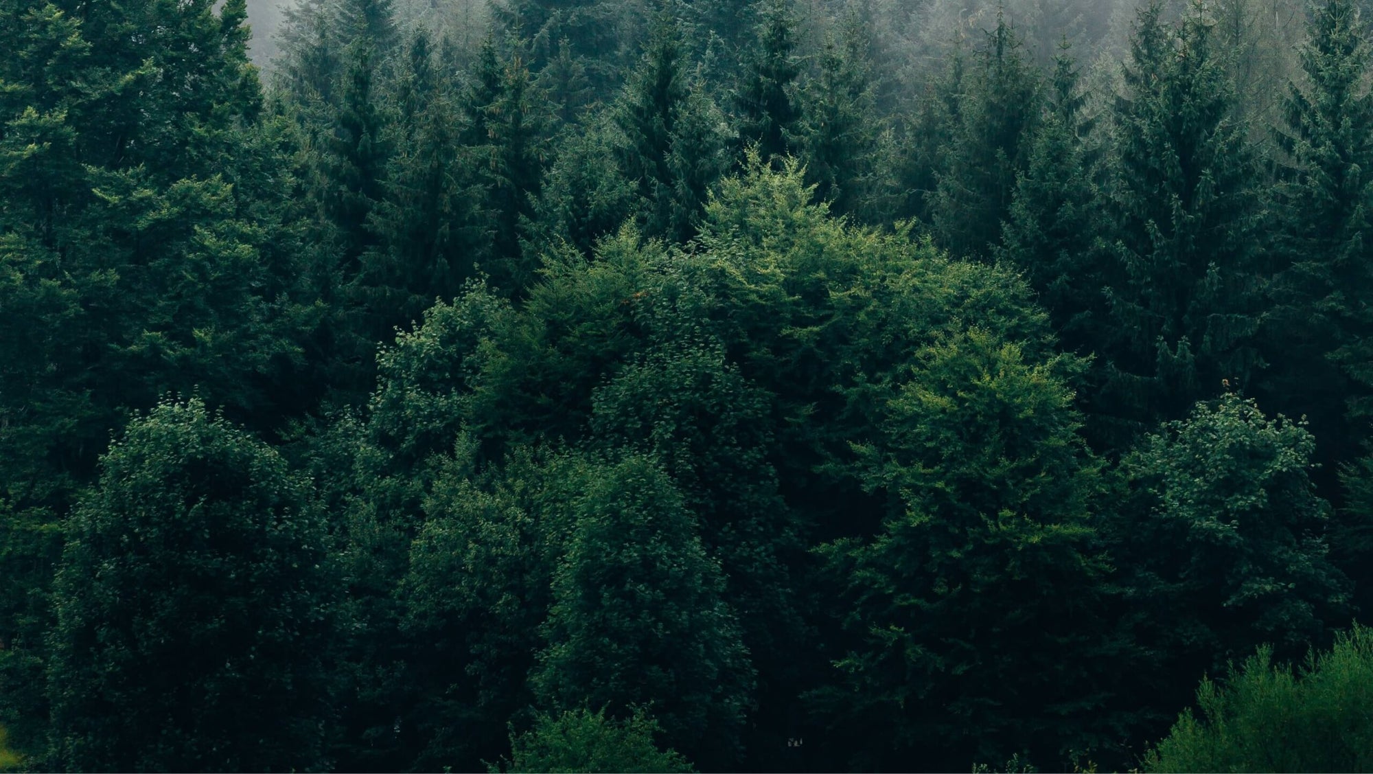 Charles Parsons Textiles