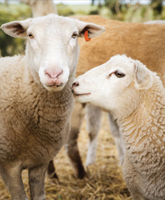 Charles Parsons Textiles